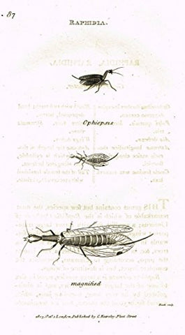 Shaw's General Zoology - INSECTS - "RAPHIDIA - OPHIOPSIS" - Copper Engraving - 1805