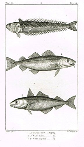 De Lacepede's L'Histoire Naturelle - LA TRACHINE VIVE FISH - Copper Engraving - 1825