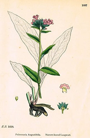 Sowerby's English Botany - "NARROW LEAVED LUNGWORT" - Hand-Colored Litho - 1873