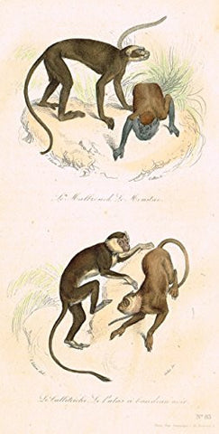 Buffon's Book of Birds - "MONKIES - LE CALLITRICHE" - Hand-Colored Steel Engraving - 1841