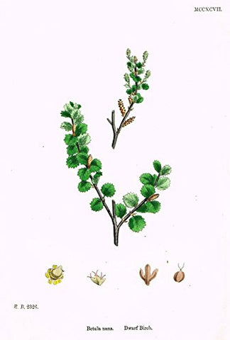 Sowerby's English Botany - "DWARF BIRCH" - Hand-Colored Litho - 1873
