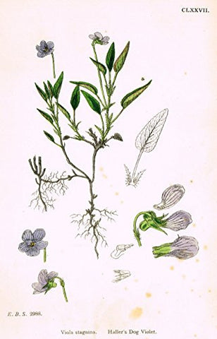 Sowerby's English Botany - "HALLER'S DOG VIOLET" - Hand-Colored Litho - 1873