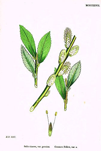 Sowerby's English Botany - "COMMON SALLOW A" - Hand-Colored Litho - 1873