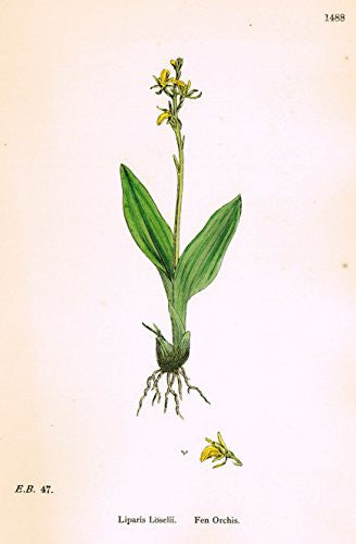 Sowerby's English Botany - "FE ORCHIS (ORCHID)" - Hand-Colored Litho - 1873
