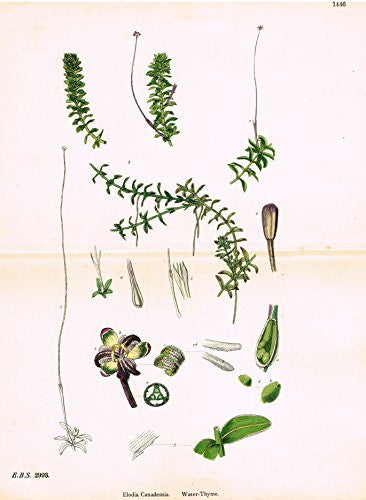 Sowerby's English Botany - "WATER THYME" - Hand-Colored Litho - 1873