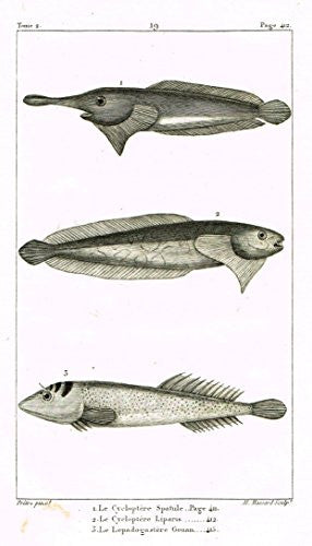 De Lacepede's L'Histoire Naturelle - LE CYCLOPTERE SPATULE FISH - Copper Engraving - 1825