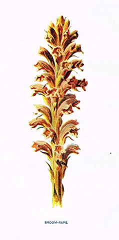Hulme's Familiar Wild Flowers - "BROOM-RAPE" - Lithograph - 1902