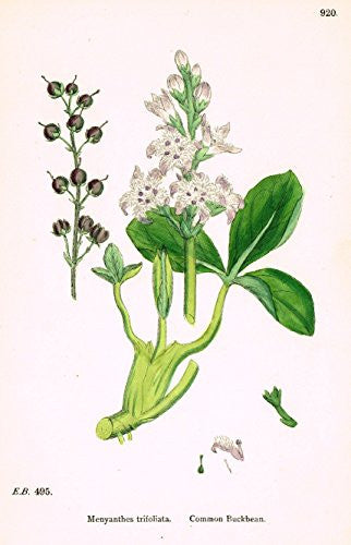 Sowerby's English Botany - "COMMON BUCKBEAN" - Hand-Colored Litho - 1873
