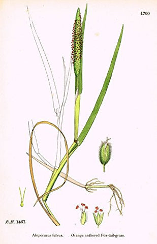 Sowerby's English Botany - "ORANGE ANTHERED FOX TAIL GRASS" - Hand-Colored Litho - 1873
