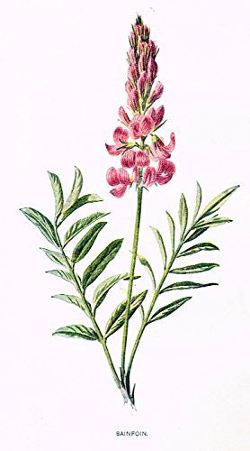 Hulme's Familiar Wild Flowers - "SAINFOIN" - Lithograph - 1902