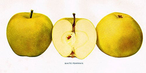 Beach's Apples of New York - "WHITE PEARMAN" - Lithograph - 1905