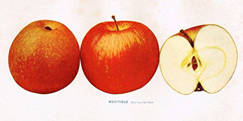 Beach's Apples of New York - "WESTFIELD (SEEK NO FURTHER)" - Lithograph - 1905