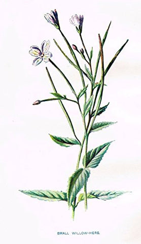 Hulme's Familiar Wild Flowers - "SMALL WILLOW-HERB" - Lithograph - 1902
