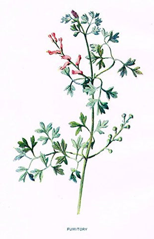 Hulme's Familiar Wild Flowers - "FUMITORY" - Lithograph - 1902