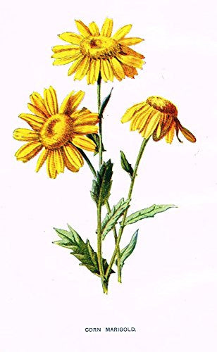 Hulme's Familiar Wild Flowers - "CORN MARIGOLD" - Lithograph - 1902