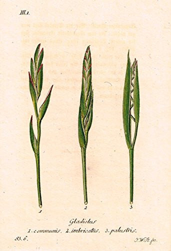 Strum's Flowers - "GLADIOLUS" - Miniature Hand-Colored Engraving - 1841