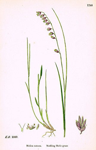 Sowerby's English Botany - "NODDING MELIC-GRASS" - Hand-Colored Litho - 1873