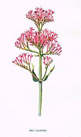 Hulme's Familiar Wild Flowers - "RED VALERIAN" - Lithograph - 1902