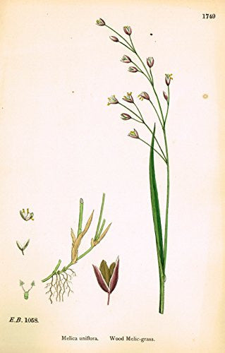 Sowerby's English Botany - "WOOD MELIC GRASS" - Hand-Colored Litho - 1873