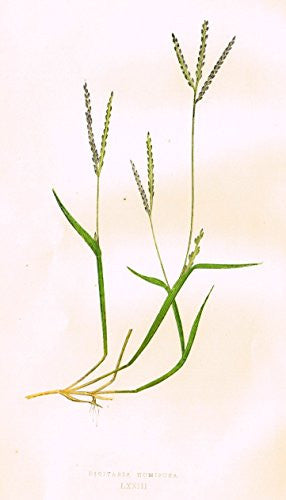 WILD GRASSES by Edward Lowe - "DIGITARIA HUMIFUSA" - Chromolithograph - 1871
