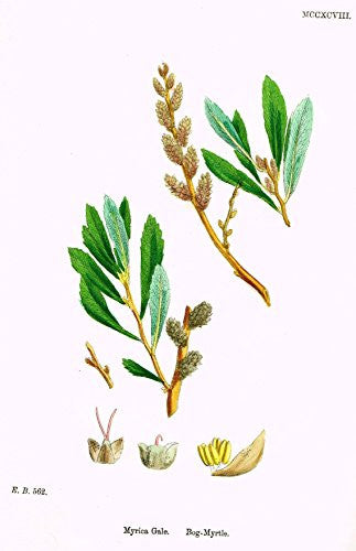Sowerby's English Botany - "BOG MYRTLE" - Hand-Colored Litho - 1873