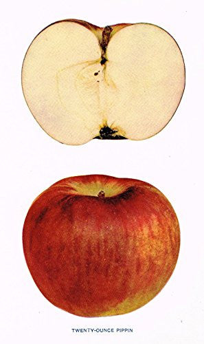 Beach's Apples of New York - "TWENTY OUNCE PIPPIN" - Lithograph - 1905