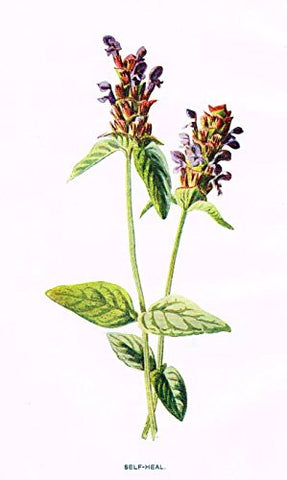 Hulme's Familiar Wild Flowers - "SELF-HEAL" - Lithograph - 1902