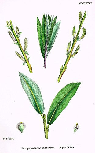 Sowerby's English Botany - "BOYTON WILLOW" - H-Col'd Litho - 1873