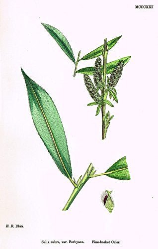 Sowerby's English Botany - "FINE-BASKET OSIER" - Hand-Colored Litho - 1873