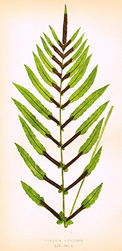 Lowe's Ferns - "LOMARIA GILLIESII" - Chromolithograph - 1856