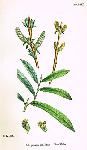 Sowerby's English Botany - "ROSE WILLOW" - Hand-Colored Litho - 1873