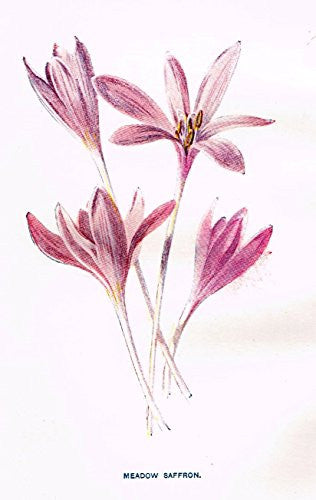 Hulme's Familiar Wild Flowers - "MEADOW SAFFRON" - Lithograph - 1902