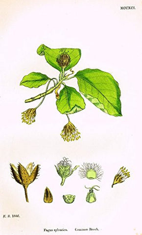 Sowerby's English Botany - "COMMON BEECH" - Hand-Colored Litho - 1873