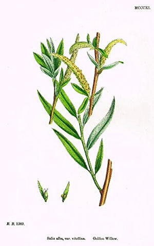 Sowerby's English Botany - "GOLDEN WILLOW" - H-Col'd Litho - 1873