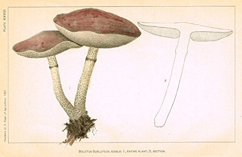 U.S.D.A. Yearbook Mushrooms - "BOLETUS SUBLUTEUS - EDIBILE" - Lithograph - 1897