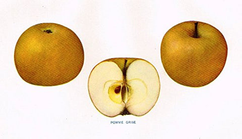 Beach's Apples of New York - "POMME GRISE" - Lithograph - 1905