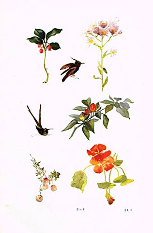 Art Nouveau Typography - BIRDS & FLOWERS - Lithograph - 1905