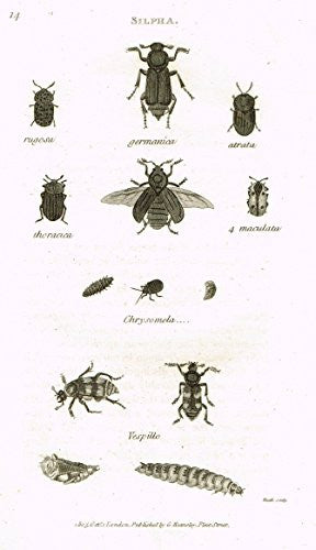 Shaw's General Zoology - INSECTS - "SILPHA - GERMANICA" - Copper Engraving - 1805