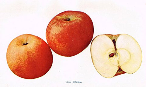 Beach's Apples of New York - "YORK IMPERIAL" - Lithograph - 1905