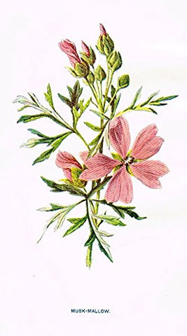 Hulme's Familiar Wild Flowers - "MUSK-MALLOW" - Lithograph - 1902