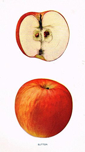Beach's Apples of New York - "SUTTON" - Lithograph - 1905