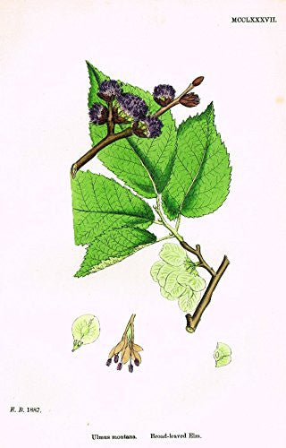 Sowerby's English Botany - "BROAD LEAVED ELM" - Hand-Colored Litho - 1873
