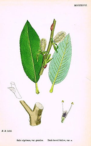 Sowerby's English Botany - "DARK-LEAVED SALLOW VAR. a" - Hand-Colored Litho - 1873