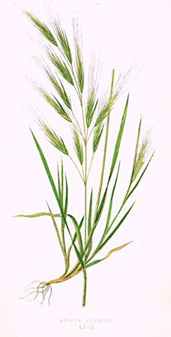 WILD GRASSES by Edward Lowe - "BROMUS MAXIMUS" - Chromolithograph - 1871