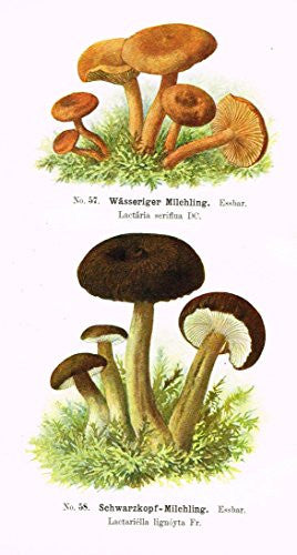 Schmalfub's Mushrooms - WASSERIGER MILCHLING - Coloured Lithograph - 1897
