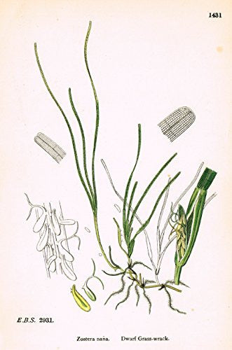 Sowerby's English Botany - "DWARF GRASS WRACK" - Hand-Colored Litho - 1873