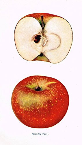 Beach's Apples of New York - "WILLOW TWIG" - Lithograph - 1905