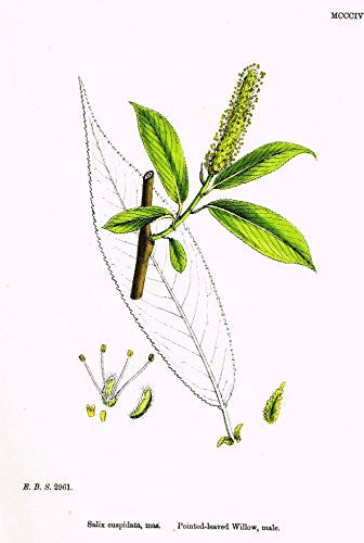 Sowerby's English Botany - "POINTED LEAVED WILLOW, MALE" - Hand-Colored Litho - 1873
