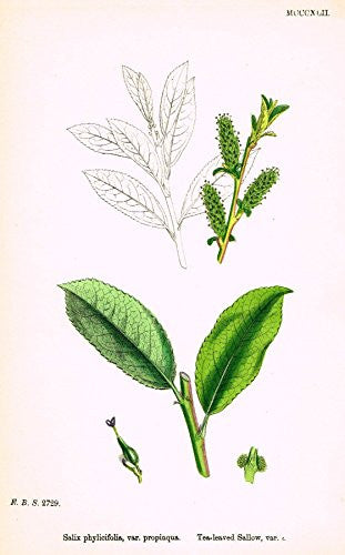 Sowerby's English Botany - "TEA-LEAVED SALLOW VAR. i" - Hand-Colored Litho - 1873