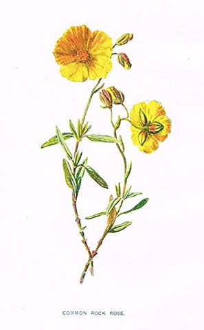 Hulme's Familiar Wild Flowers - "COMMON ROCK ROSE" - Lithograph - 1902